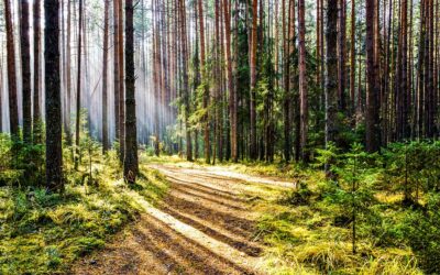 Wildes Glück – Resilienz- und Persönlichkeitstraining