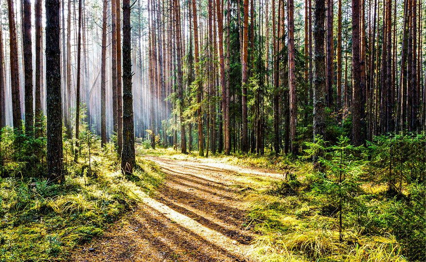 wildes_gluck_resilienztraining-im-wald.jpg__875x0_q85_ALIAS-image_plugin_crop_subsampling-2_upscale Sonne fällt durch Bäume auf Waldboden