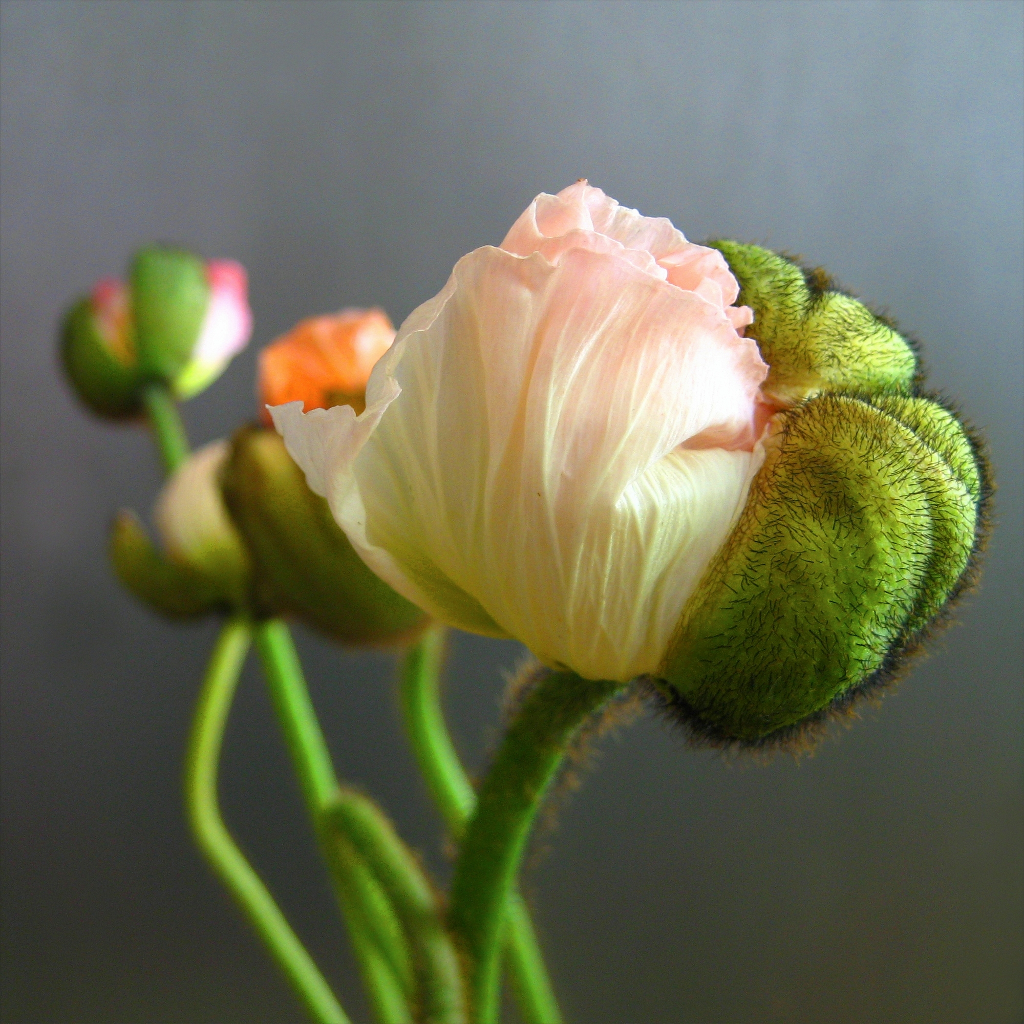 fünf Mohnblumen in Pastelltönen