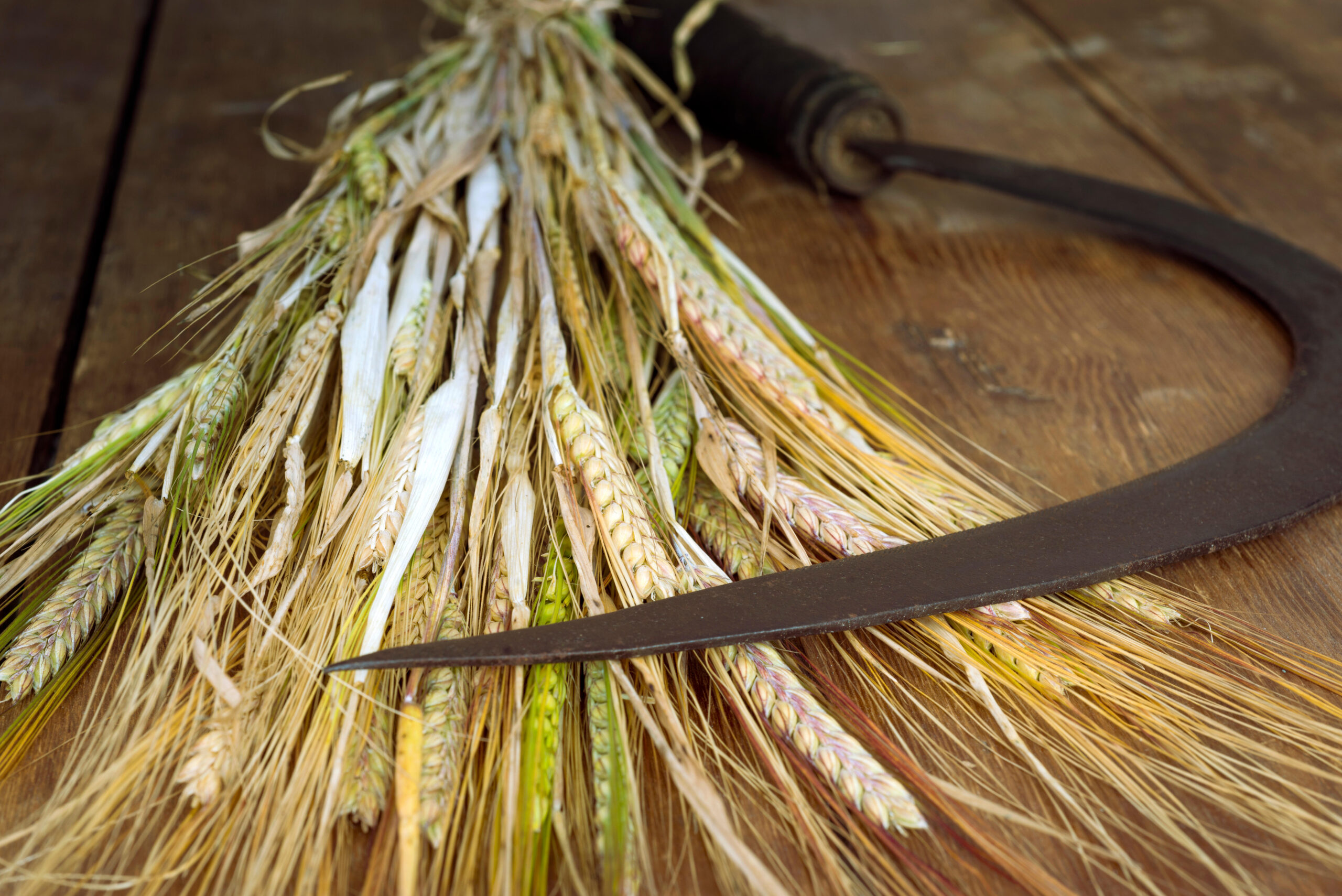 vintage sickle and wheat bundle on the wooden table