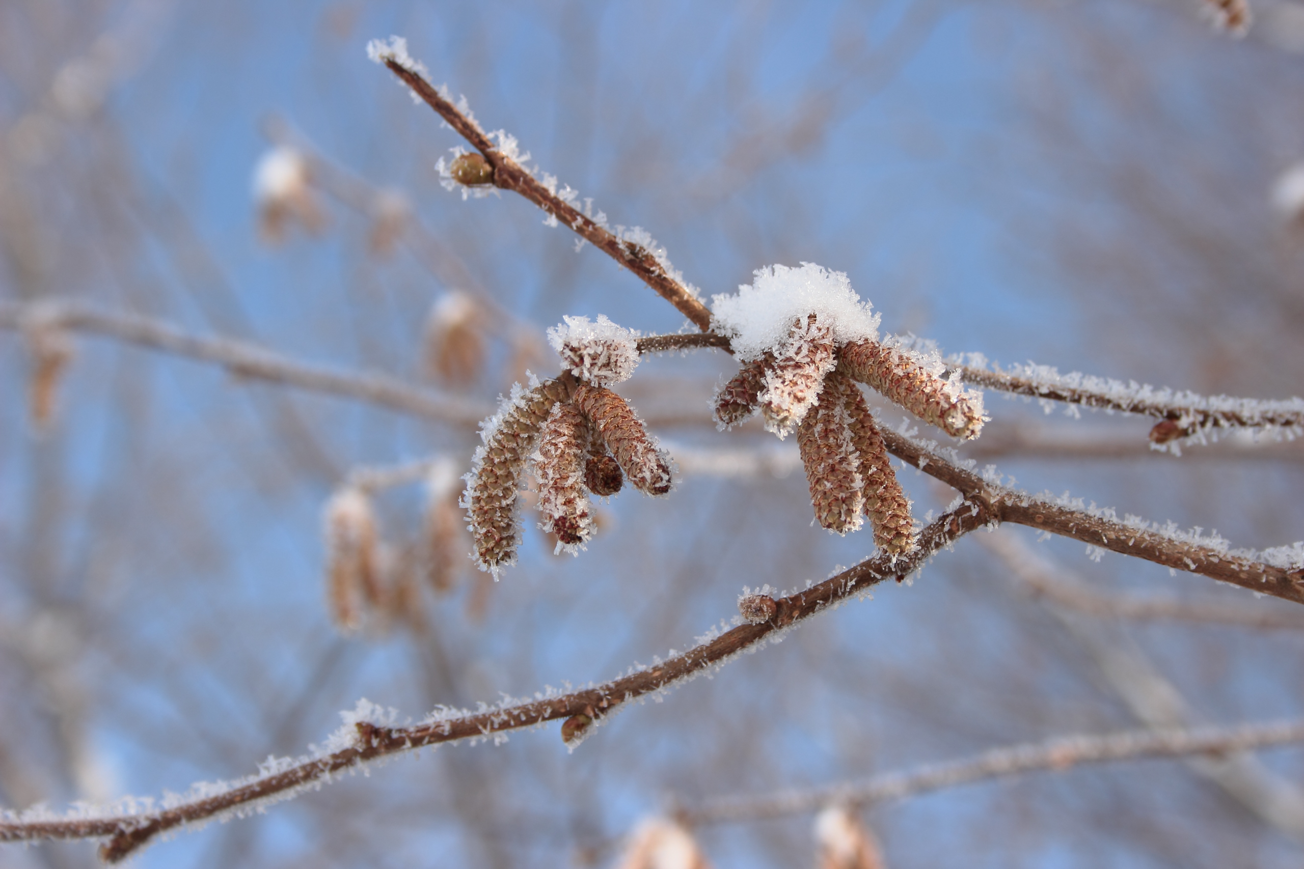 Haselblüten Schnee